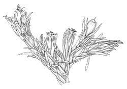 Orthotrichum rupestre var. rupestre, habit with capsules, moist.
 Image: R.C. Wagstaff © All rights reserved. Redrawn with permission from Lewinsky (1984). 